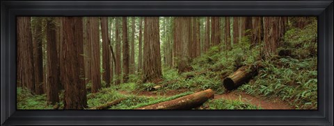 Framed Jedediah Smith State Park, California Print