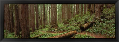 Framed Jedediah Smith State Park, California Print