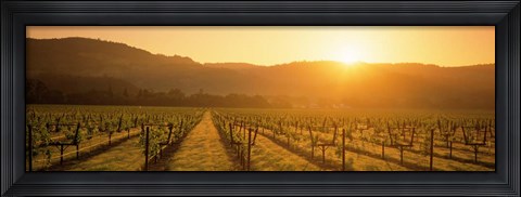 Framed Napa Valley Vineyard, California Print