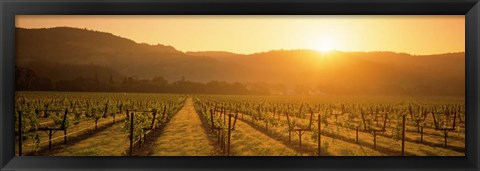 Framed Napa Valley Vineyard, California Print