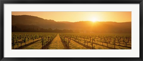 Framed Napa Valley Vineyard, California Print