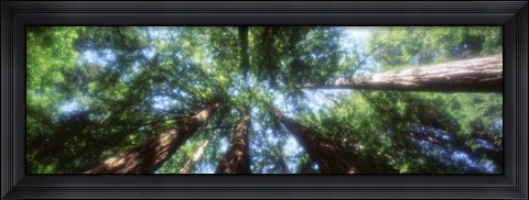 Framed Muir Woods, Redwoods, CA Print