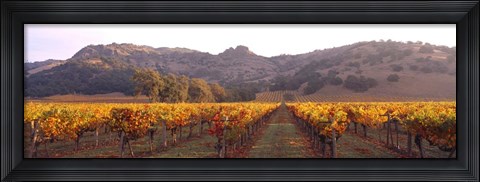 Framed Stag&#39;s Leap Wine Cellars, Napa Valley, CA Print