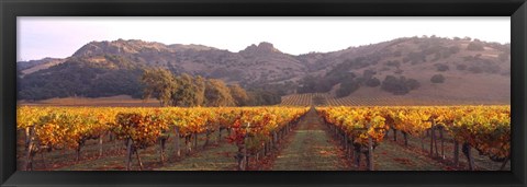 Framed Stag&#39;s Leap Wine Cellars, Napa Valley, CA Print