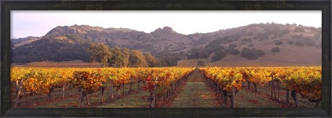 Framed Stag&#39;s Leap Wine Cellars, Napa Valley, CA Print