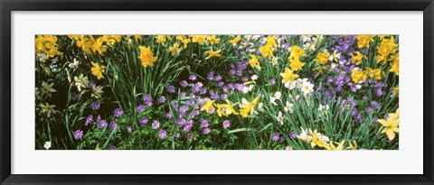 Framed Wild Flowers Print