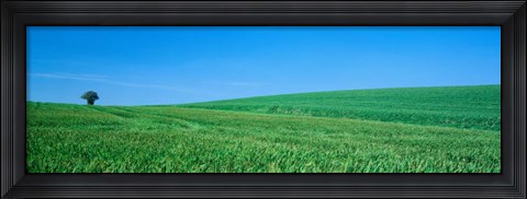 Framed Field Hertfordshire, England Print