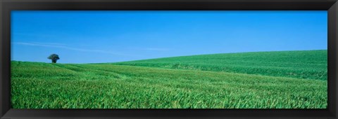 Framed Field Hertfordshire, England Print