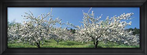 Framed Apple Blossom Trees, Norway Print