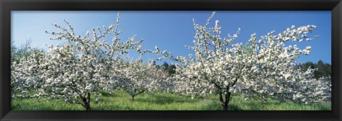 Framed Apple Blossom Trees, Norway Print