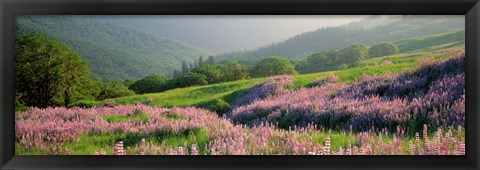 Framed Yellowstone National Park in Spring, WY Print