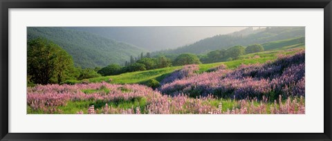 Framed Yellowstone National Park in Spring, WY Print