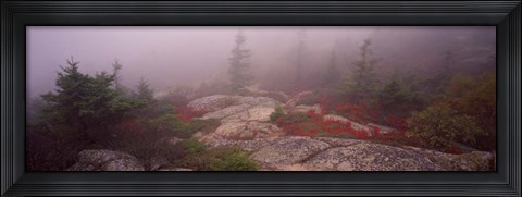 Framed Cadillac Mountain, Acadia National Park, Maine Print