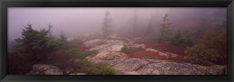 Framed Cadillac Mountain, Acadia National Park, Maine Print