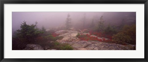 Framed Cadillac Mountain, Acadia National Park, Maine Print