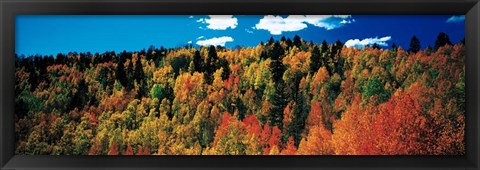 Framed Fall Durango, Colorado Print