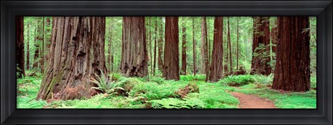 Framed Avenue Of The Giants, Founders Grove, California Print