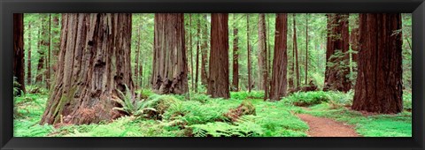 Framed Avenue Of The Giants, Founders Grove, California Print