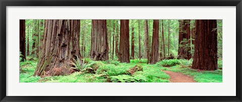 Framed Avenue Of The Giants, Founders Grove, California Print