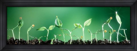 Framed Sweet Pepper Print