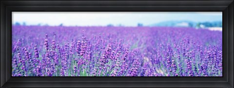 Framed Lavender Field in Japan Print