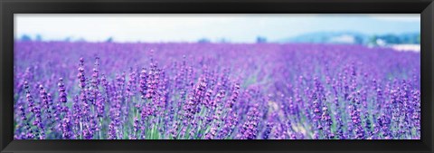 Framed Lavender Field in Japan Print