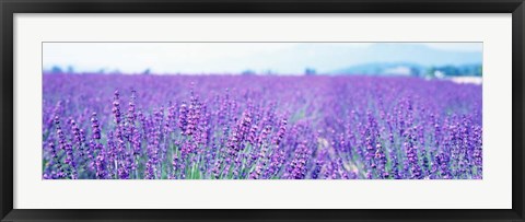 Framed Lavender Field in Japan Print