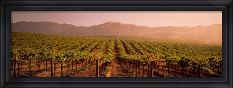 Framed Vineyard in Geyserville, CA Print