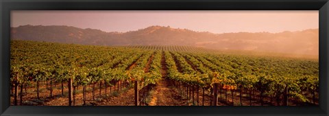 Framed Vineyard in Geyserville, CA Print