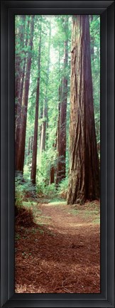 Framed Redwood Trees, St Park Humbolt, CO Print