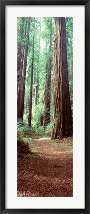 Framed Redwood Trees, St Park Humbolt, CO Print