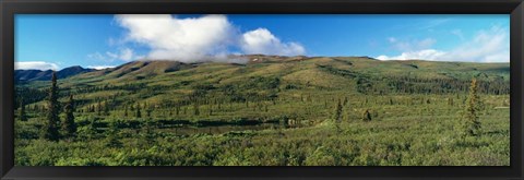 Framed Denali National Park, Alaska Print