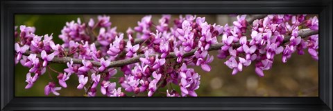 Framed Redbud Tree Blossoms Print