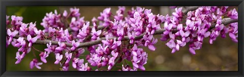 Framed Redbud Tree Blossoms Print