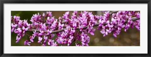 Framed Redbud Tree Blossoms Print