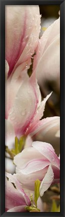 Framed Water Drops on Pink Magnolias Print