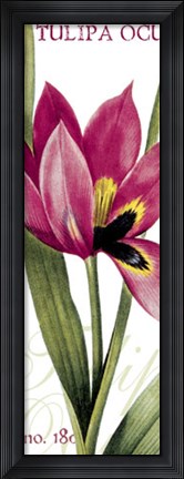Framed Tulipa Oculus Print
