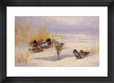 Framed Mallard and Teal (LE) Print