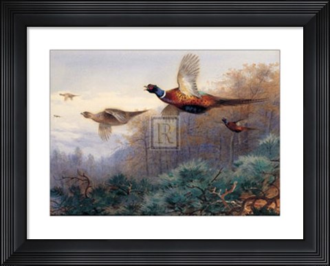 Framed Pheasants in Flight (LE) Print