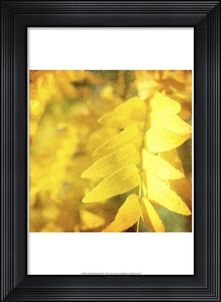 Framed Autumn Photography III Print