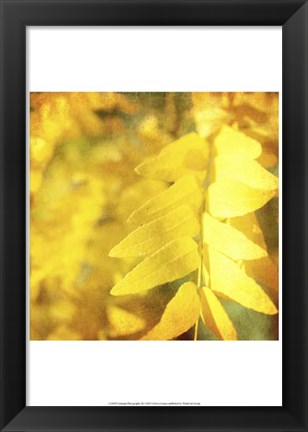 Framed Autumn Photography III Print