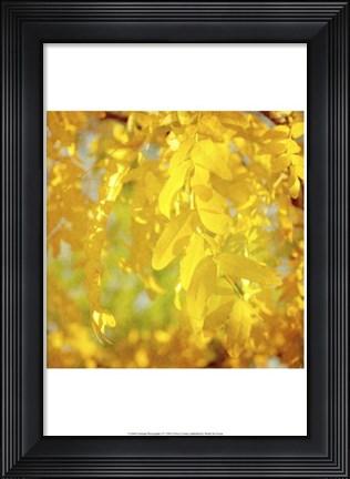 Framed Autumn Photography IV Print