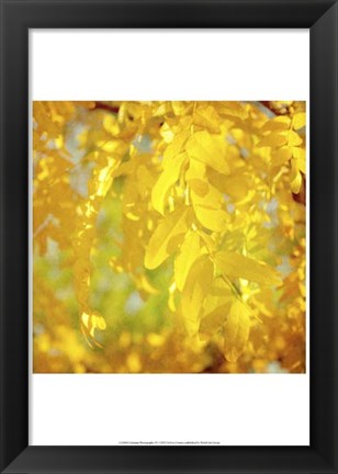 Framed Autumn Photography IV Print