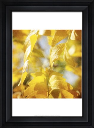 Framed Autumn Photography V Print