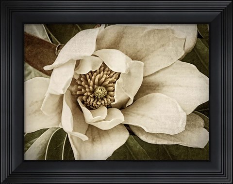 Framed Classic Magnolia I Print