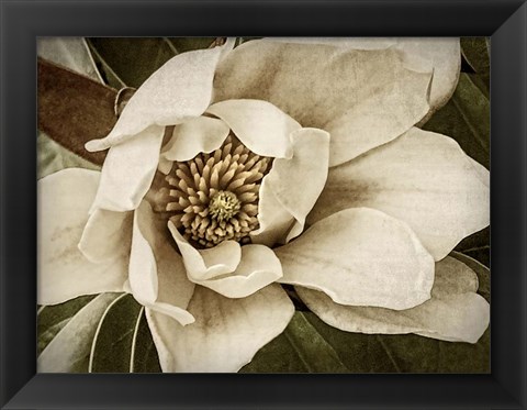 Framed Classic Magnolia I Print