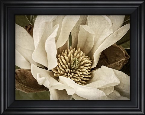 Framed Classic Magnolia II Print