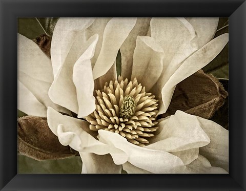 Framed Classic Magnolia II Print