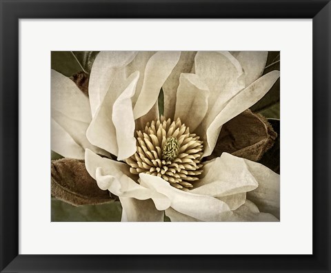 Framed Classic Magnolia II Print