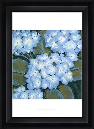 Framed Blue Hydrangeas I Print
